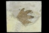 Fossil Sycamore Leaf (Platanus) - Green River Formation, Utah #117987-1